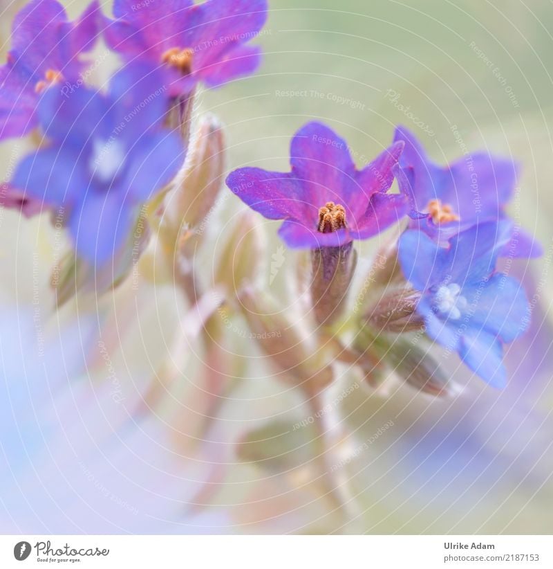 Zarte blaue Blüten Design Leben harmonisch Erholung ruhig Meditation Dekoration & Verzierung Bild Poster Natur Pflanze Frühling Sommer Blume zart Stauden Garten