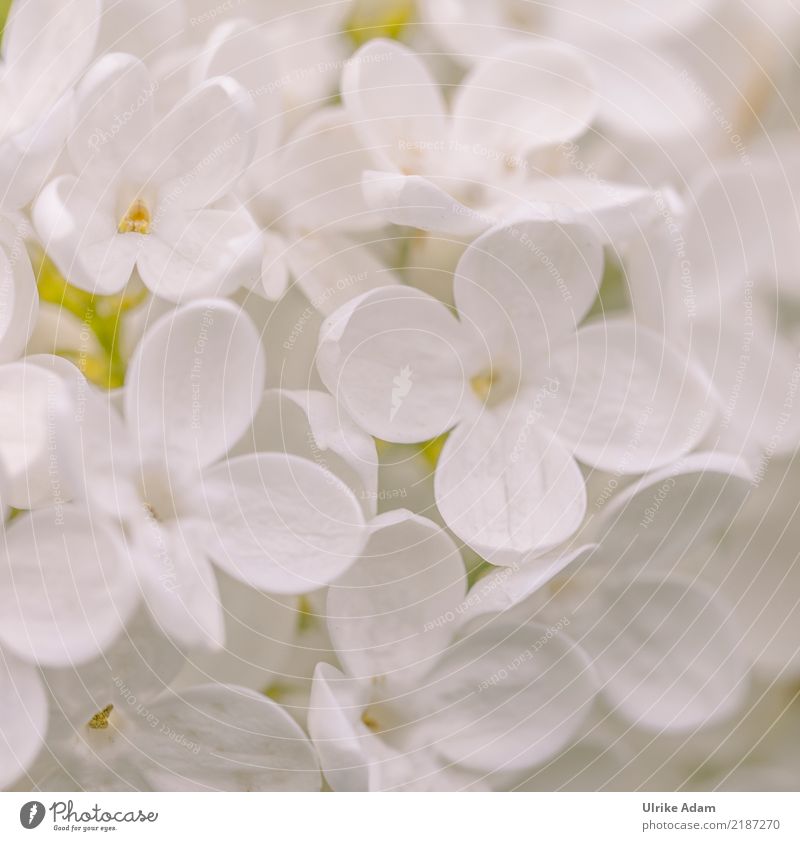 Weißer Flieder Design Wellness Leben harmonisch Wohlgefühl Zufriedenheit Erholung ruhig Meditation Muttertag Hochzeit Taufe Natur Pflanze Frühling Sommer Blume