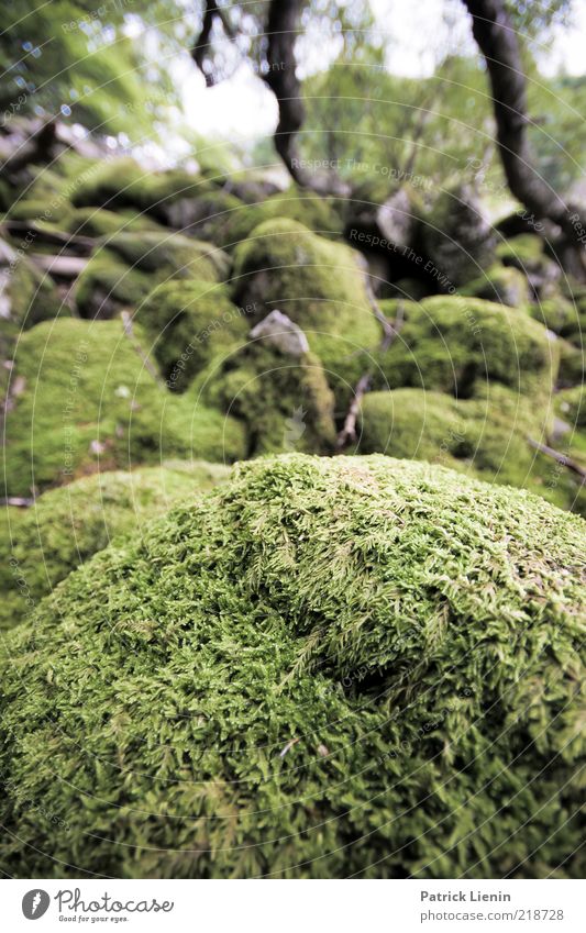 Mooslandschaft Umwelt Natur Landschaft Pflanze Sommer Wald Hügel Stein bewachsen grün schön Farbfoto Außenaufnahme Nahaufnahme Menschenleer Tag Unschärfe
