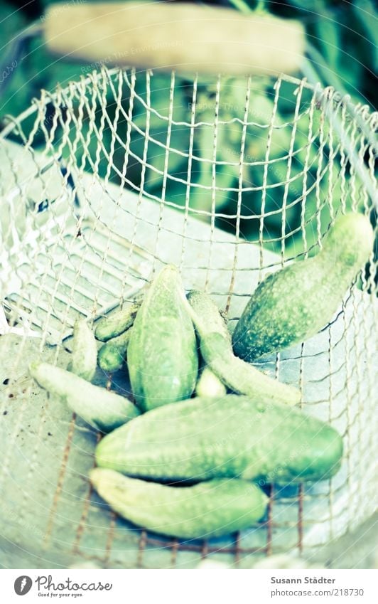 Gürkchen Lebensmittel Gemüse Gewürzgurke Gurke grün Korb Einkaufskorb Bioprodukte Gesunde Ernährung frisch Ernte biologisch Griff mehrfarbig Außenaufnahme