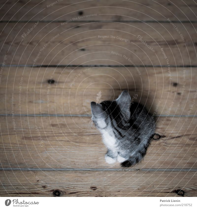Don´t look back [400] Tier Haustier Katze 1 beobachten hocken schön einzigartig natürlich weich Holzfußboden Dielenboden matt dunkel Ohr süß Farbfoto