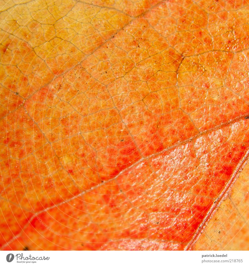 Lederhaut Umwelt Natur Pflanze Blatt alt ästhetisch orange gelb rot Herbst Strukturen & Formen Farbfoto Nahaufnahme Detailaufnahme Menschenleer Blattadern