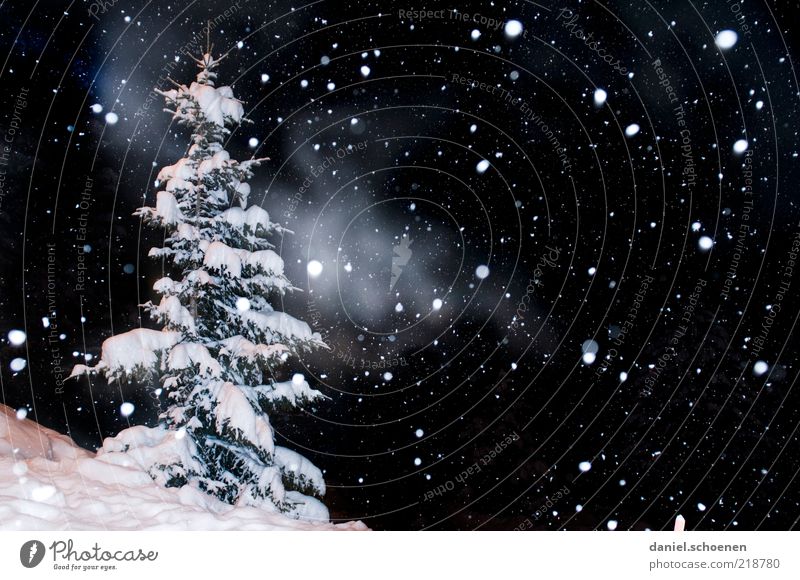 ...leise rieselt ... Ferien & Urlaub & Reisen Winter Schnee Winterurlaub Natur Klima Eis Frost Schneefall schwarz weiß Tanne Nacht Blitzlichtaufnahme Licht