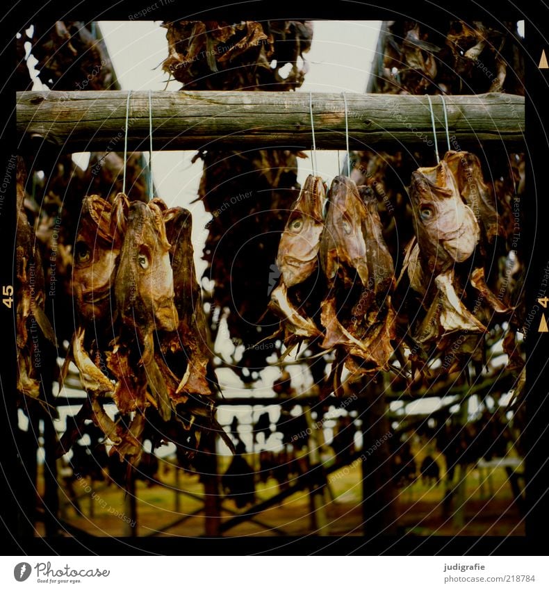 Island Lebensmittel Fisch Ernährung Holz hängen dehydrieren dunkel Ekel gruselig Stimmung Tod Trockenfisch Trockengerüst Fischtrockengestell Farbfoto
