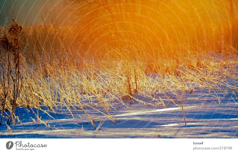 Wintermorgen Schnee Umwelt Natur Landschaft Sonnenaufgang Sonnenuntergang Sonnenlicht Wetter Eis Frost Gras Sträucher Feld kalt gelb gold bizarr Raureif