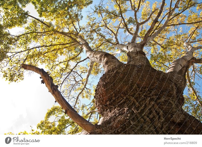 Wucherung Herbst Schönes Wetter Baum Blatt Wachstum braun grün Baumstamm Baumrinde Farbfoto Außenaufnahme Menschenleer Textfreiraum links Sonnenlicht