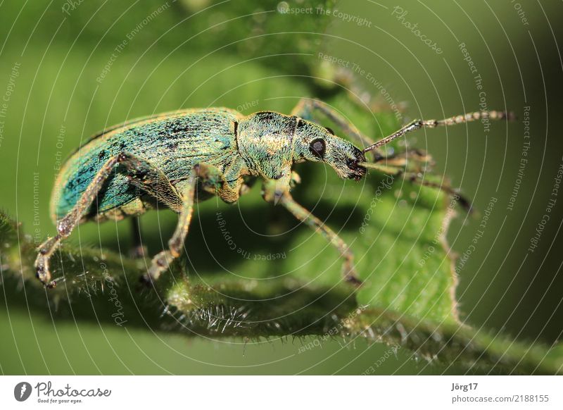 Käfer Natur Sommer Tier Wildtier 1 Leben blauer Käfer Farbfoto Außenaufnahme Nahaufnahme Makroaufnahme Tag