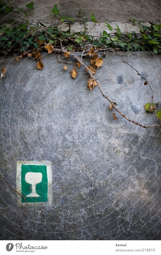 Auf dem richtigen Weg Wein Glas Weinglas Pflanze Sonnenlicht Efeu Blatt Grünpflanze Wildpflanze Rheingau Mauer Wand Zeichen Schilder & Markierungen Wegweiser