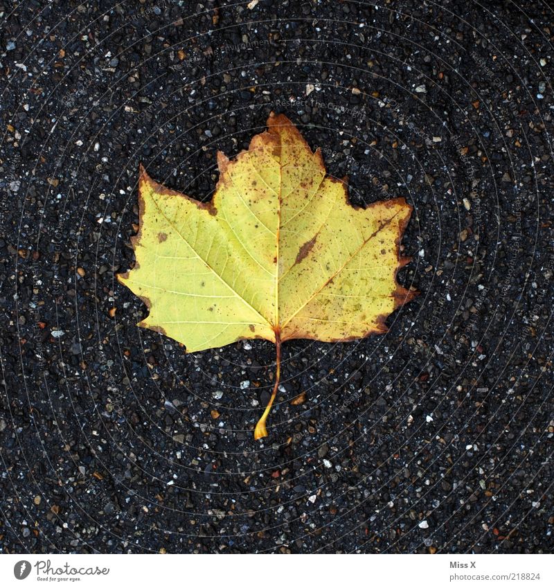 das letzte Blatt Herbst gelb Vergänglichkeit Platane Herbstlaub Farbfoto Außenaufnahme Nahaufnahme Strukturen & Formen Menschenleer Textfreiraum links