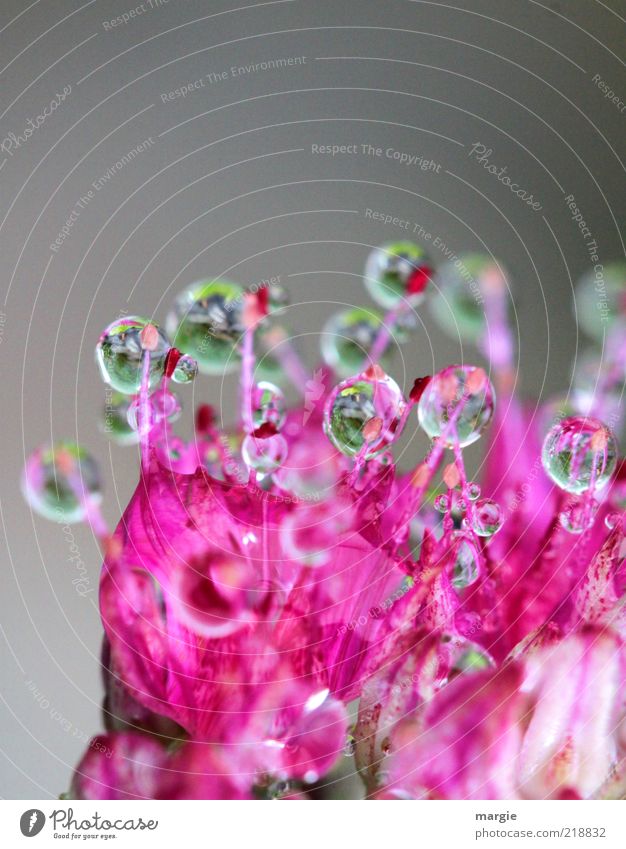 Kostbarkeiten: Tropfen auf einer pinken Blüte Umwelt Natur Pflanze Wassertropfen exotisch Kugel Blühend glänzend leuchten ästhetisch Duft nass natürlich schön