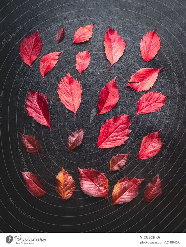 Layout mit roten HerbstBlätter Stil Design Dekoration & Verzierung Natur Pflanze Blatt Zeichen Hintergrundbild Stillleben dunkel Entwurf Farbfoto Innenaufnahme