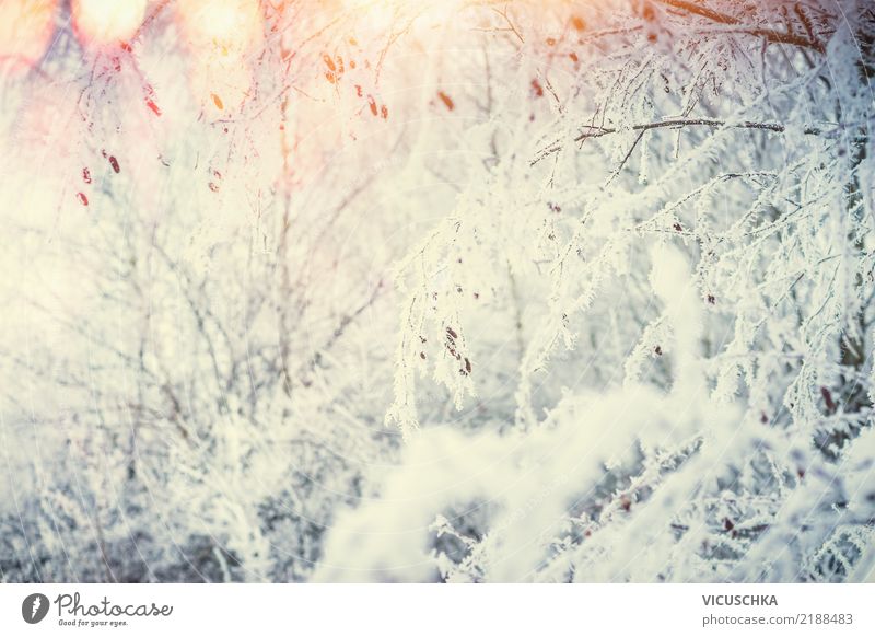 Winter Natur Hintergrund Lifestyle Design Ferien & Urlaub & Reisen Garten Weihnachten & Advent Landschaft Sonnenaufgang Sonnenuntergang Sonnenlicht
