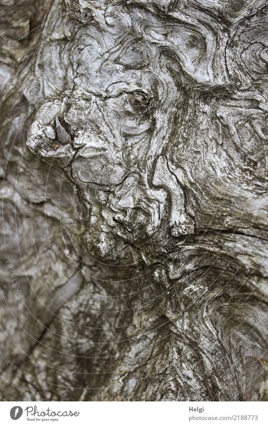 Unikum Umwelt Natur Pflanze Herbst Baum Wildpflanze Baumwurzel Naturschutzgebiet Lotharpfad Holz authentisch außergewöhnlich einzigartig natürlich braun grau
