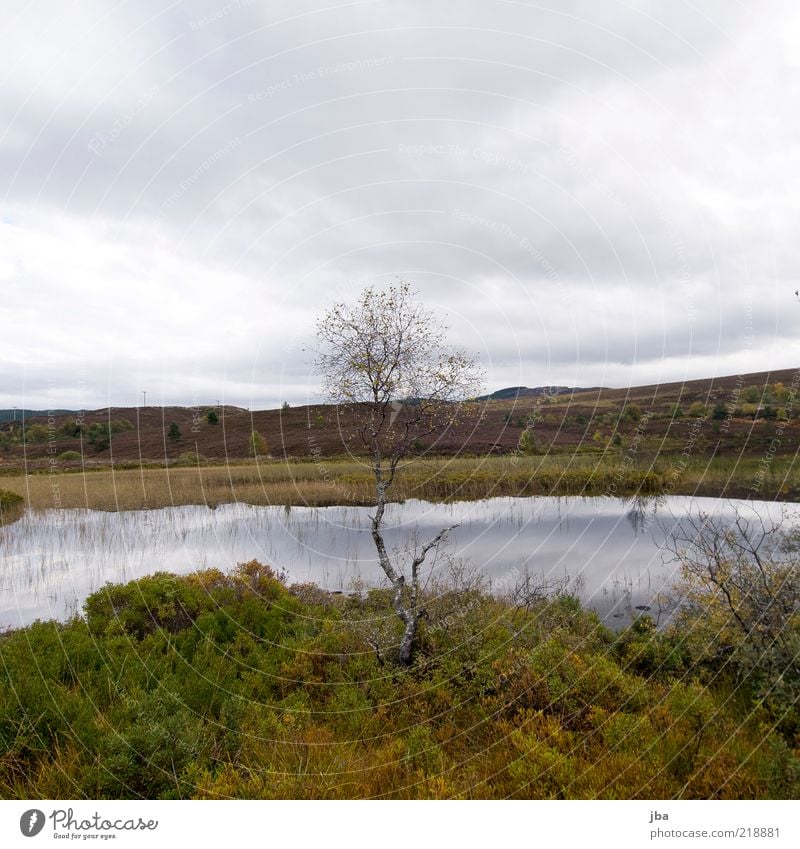 trist Ferne Freiheit Natur Landschaft Wasser Himmel Wolken Herbst Schönes Wetter Regen Baum Sträucher Hügel Seeufer Moor Sumpf Loch Ness Schottland Menschenleer