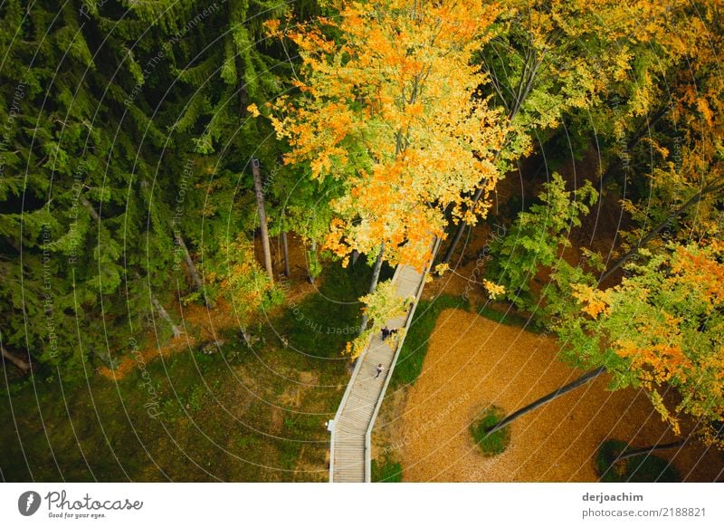 Von oben ist der Blick auf einen erhöhten Holzsteg der durch den Wald führt. Freude Erholung Ausflug Umwelt Natur Herbst Schönes Wetter Baum beobachten