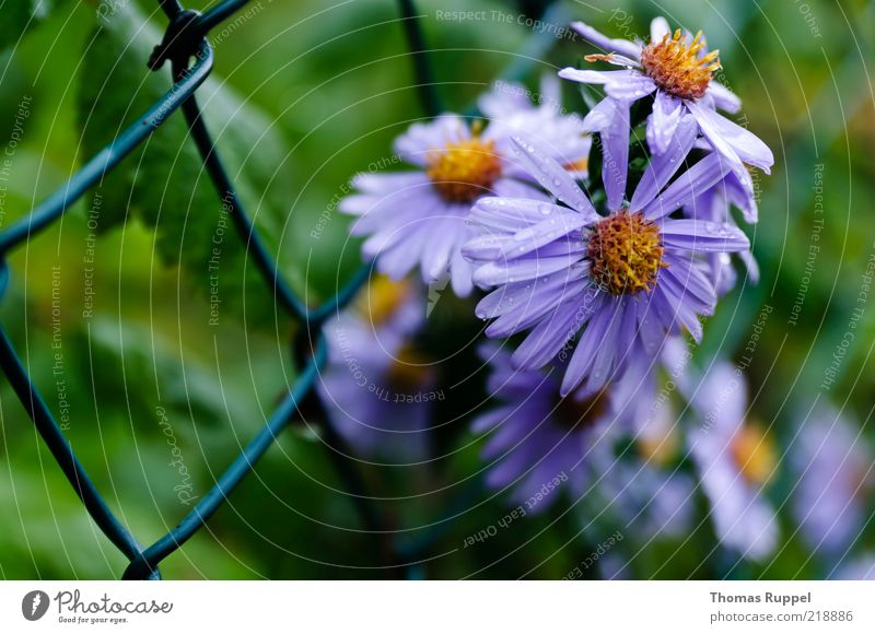 vor dem zaun Natur Pflanze Sommer Blume Blüte Grünpflanze Garten Menschenleer Zaun Gitter Gitternetz Blühend blau gelb grün violett Farbfoto mehrfarbig