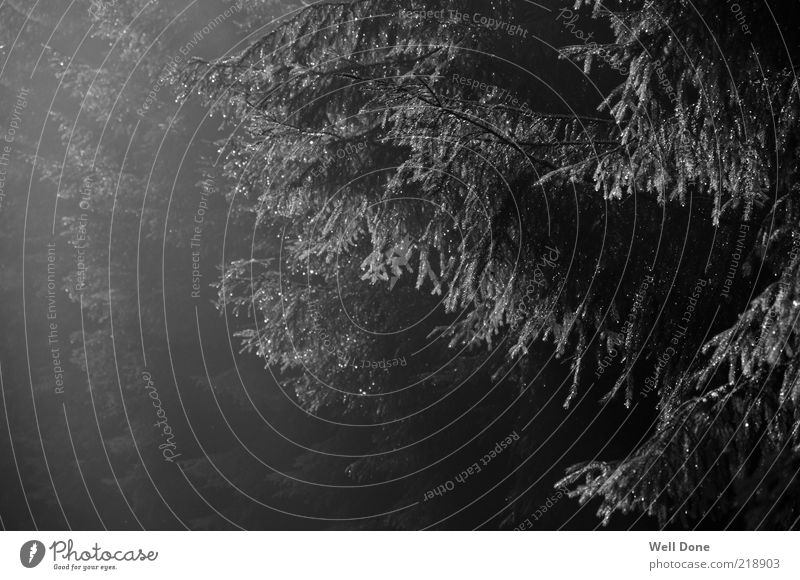 B.C. Style Natur schlechtes Wetter Nebel Regen Baum Wald Duft Stil Schwarzweißfoto Außenaufnahme Tag Licht Schatten Kontrast Lichteinfall Nadelbaum Ast