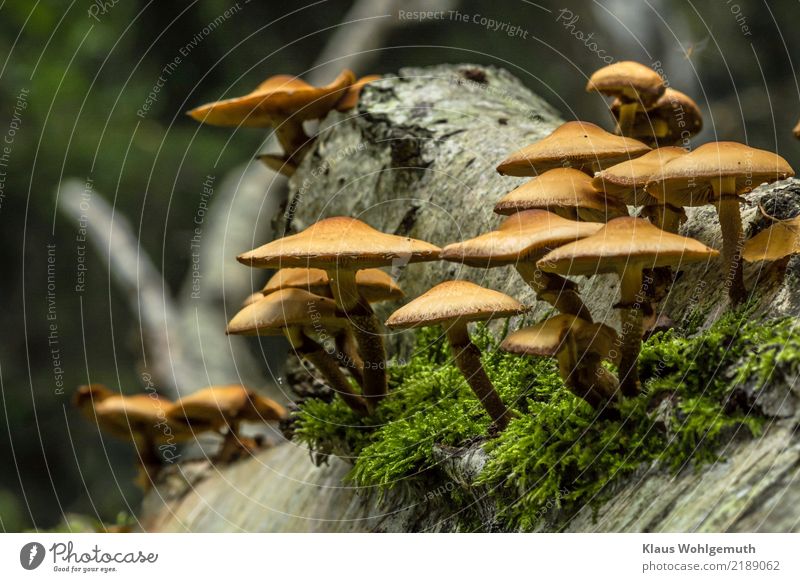 Stockschwämmchen?? Lebensmittel Pilz Umwelt Natur Pflanze Herbst Baum Moos Wald Holz Wachstum dunkel braun gelb grün schwarz weiß Birke Pilzhut Pilzsucher