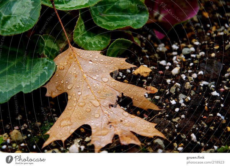 nach dem regen Pflanze Erde Wassertropfen Herbst schlechtes Wetter Regen Blatt Grünpflanze Tropfen ästhetisch nass natürlich schön braun grün schwarz Natur
