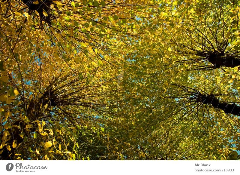 Blätterdach, ach.. Natur Pflanze Herbst Baum Blatt gelb grün aufwärts Durchblick Baumkrone Farbfoto Außenaufnahme Menschenleer Tag Weitwinkel Herbstfärbung
