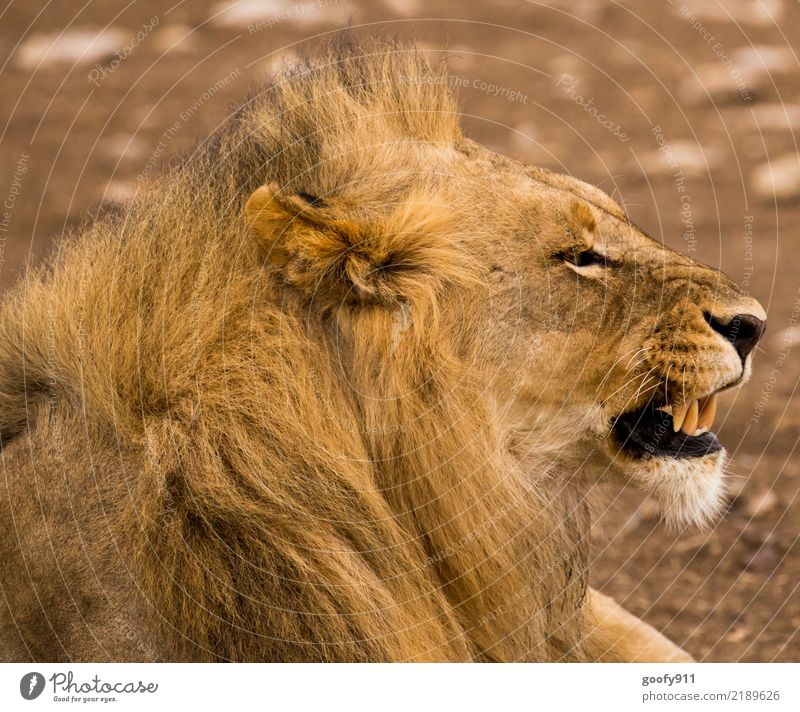 Schlechte Laune!!!! Ferien & Urlaub & Reisen Tourismus Ausflug Abenteuer Ferne Safari Expedition Sommer Umwelt Natur Wüste Savanne Südafrika Afrika Tier