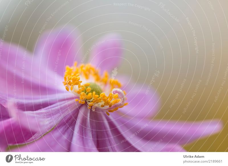 Herbst Anemone Design harmonisch Wohlgefühl Zufriedenheit Erholung ruhig Meditation einrichten Dekoration & Verzierung Tapete Natur Pflanze Sommer Blume Blüte