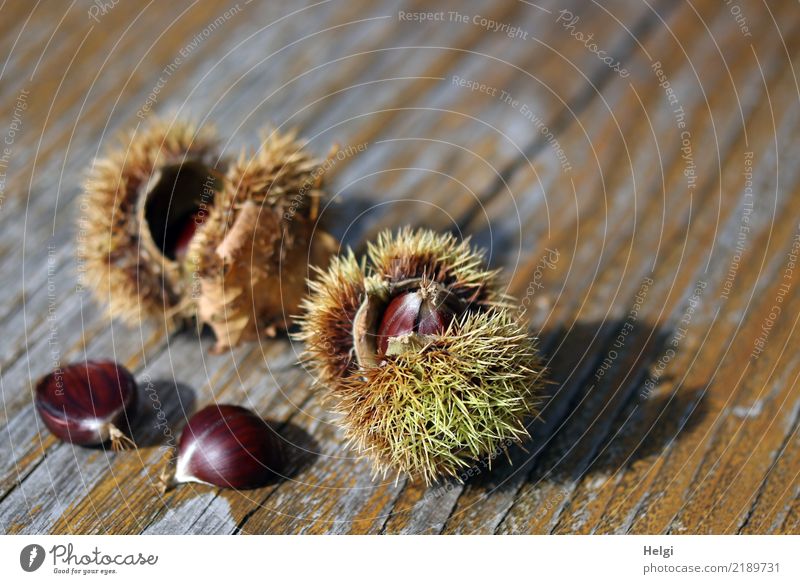 Esskastanien ... Umwelt Natur Pflanze Herbst Schönes Wetter Wildpflanze Frucht Maronen Park Holz liegen dehydrieren einzigartig klein lecker natürlich stachelig