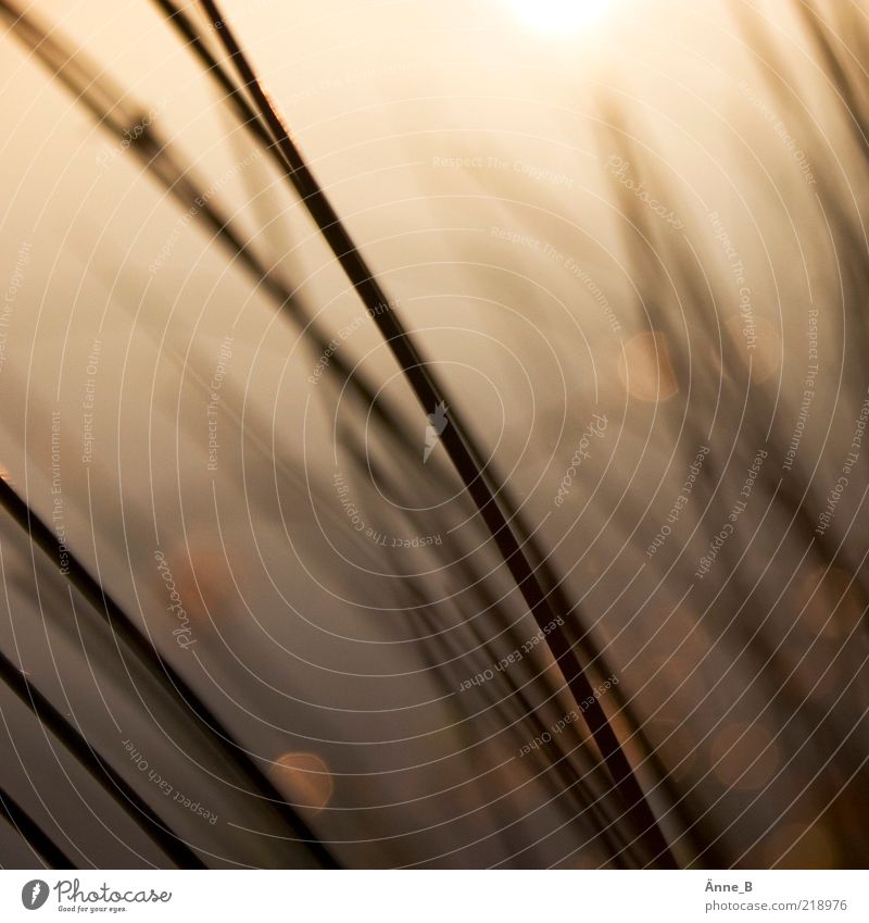 Halme Natur Urelemente Sonnenaufgang Sonnenuntergang Sommer Schönes Wetter Pflanze Gras Sträucher Wildpflanze Wiese Zeichen Linie Streifen Bewegung streichen