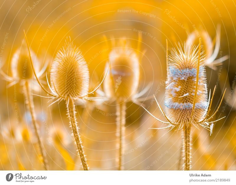 Lichtspiel Wellness Leben harmonisch Wohlgefühl Zufriedenheit Erholung ruhig Meditation Dekoration & Verzierung Tapete Natur Pflanze Sommer Herbst