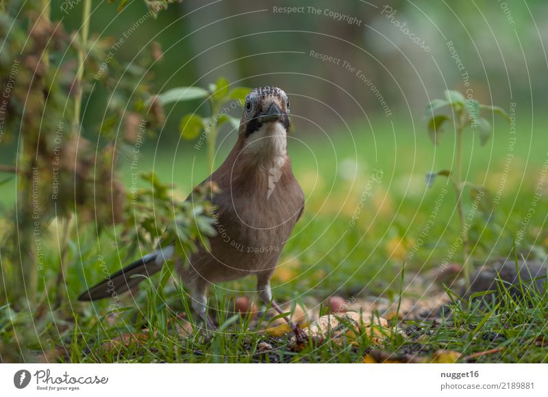 Eichelhäher Umwelt Natur Tier Frühling Sommer Herbst Schönes Wetter Pflanze Gras Sträucher Garten Park Wiese Wald Wildtier Vogel Tiergesicht Flügel 1 ästhetisch