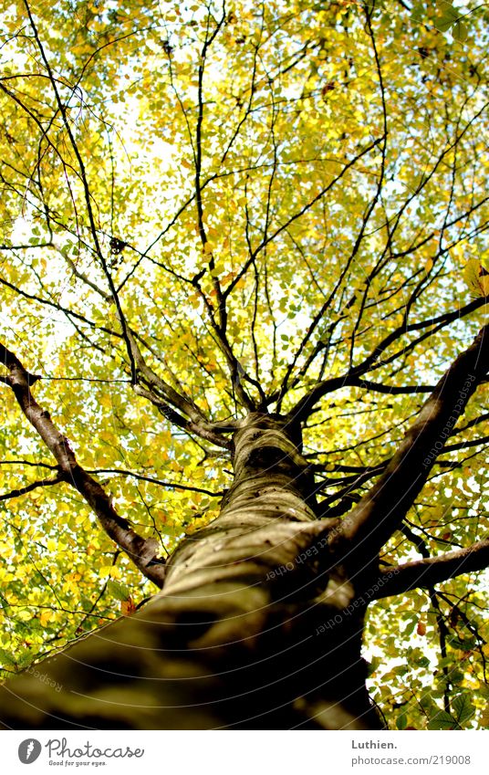 Baum Natur Pflanze Herbst Wald Holz groß Farbfoto Außenaufnahme Menschenleer Tag Schwache Tiefenschärfe grün Baumstamm Blatt Blätterdach Froschperspektive