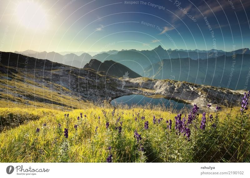 Wildblumen auf Hügel durch alpinen See bei Sonnenaufgang, Deutschland Ferien & Urlaub & Reisen Sommer Berge u. Gebirge Garten Natur Landschaft Pflanze Himmel