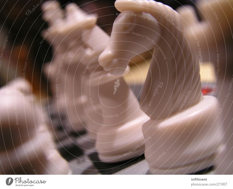 Schach Brettspiel Pferd Schachfigur weiß Spielen Freizeit & Hobby Makroaufnahme Nahaufnahme Chess matt