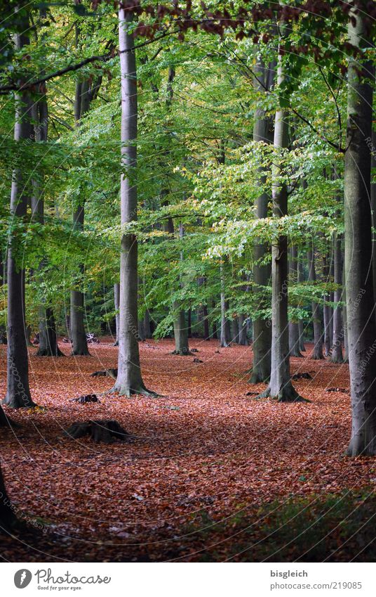Herbstwald Umwelt Natur Pflanze Baum Wald Holz braun grün ruhig Vergänglichkeit verlieren Baumstamm Blatt Farbfoto Außenaufnahme Tag Menschenleer hoch