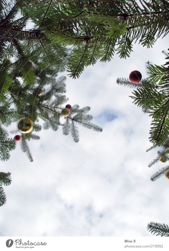 Weihnachtsbäume Winter Baum hoch Christbaumkugel Glaskugel Weihnachtsbaum Tanne Baumschmuck Weihnachtsdekoration Weihnachten & Advent Farbfoto mehrfarbig