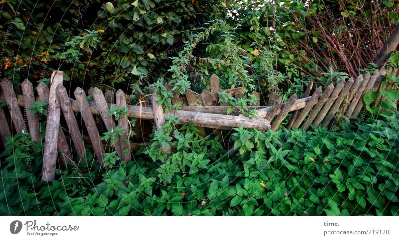 Rückeroberung Natur Garten Gartenzaun Menschenleer Pflanze Querformat umgefallen verrotten gedrückt grün Holz Zaun wild Umwelt Sträucher chaotisch