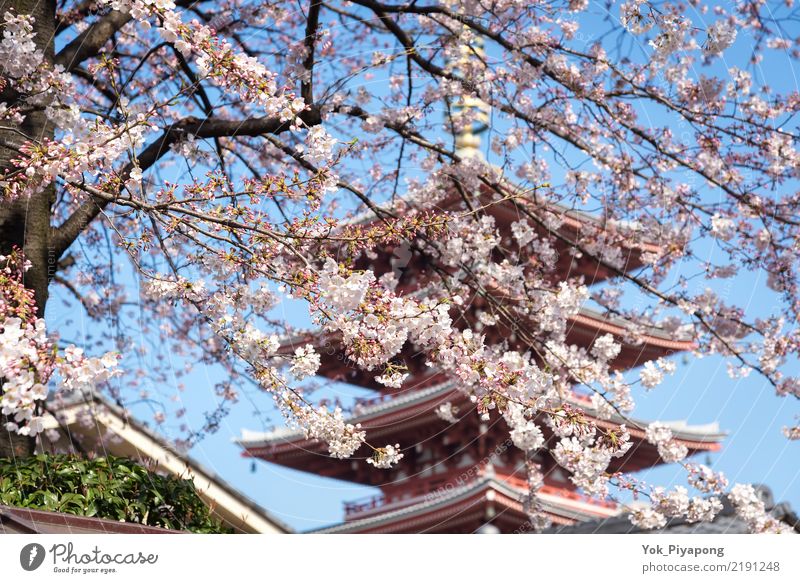 Japanische Pagode mit Kirschblüte oder Kirschblüte am Sensoji-Tempel schön Ferien & Urlaub & Reisen Garten Frühling Baum Blume Blüte natürlich rosa Farbe Sakura
