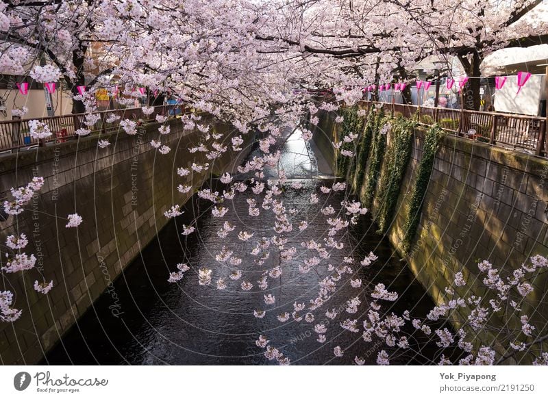 japanische Kirschblüte oder Kirschblüte im Meguro Fluss, Japan schön Freizeit & Hobby Ferien & Urlaub & Reisen Tourismus Garten Himmel Frühling Baum Blume Blüte