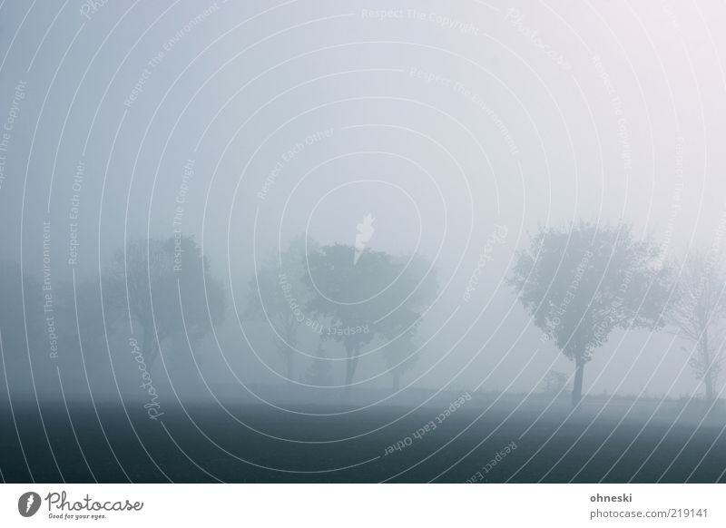 Schlechte Sicht Natur Herbst Wetter Nebel Baum Straße Allee träumen dunkel grau Traurigkeit Trauer Sehnsucht Einsamkeit Gedeckte Farben Textfreiraum oben