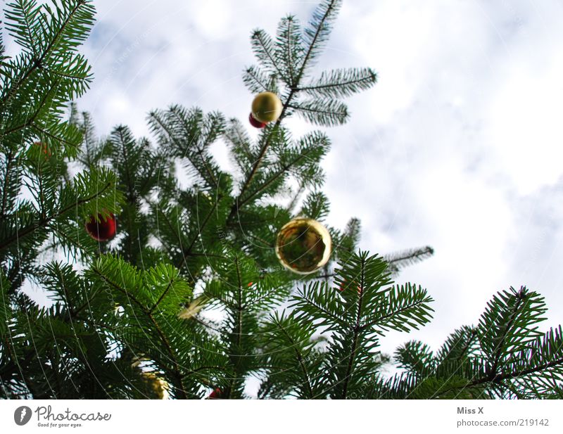 Weihnachtsbäum hängen glänzend hoch Weihnachtsbaum Weihnachtsdekoration Dekoration & Verzierung Glaskugel Baumschmuck Christbaumkugel Farbfoto mehrfarbig