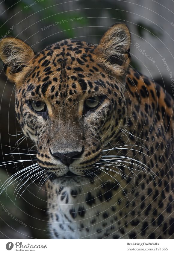 Schließen Sie herauf das Porträt des persischen Leoparden untersuchend Kamera Tier Wildtier Tiergesicht Zoo Leopardenmuster Persischer Leopard Panthera pardus