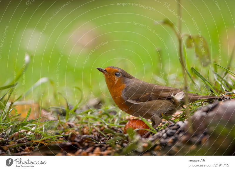 Rotkehlchen Tier Wildtier Vogel Tiergesicht Flügel 1 ästhetisch authentisch Freundlichkeit schön Neugier niedlich braun mehrfarbig gelb grau grün orange schwarz