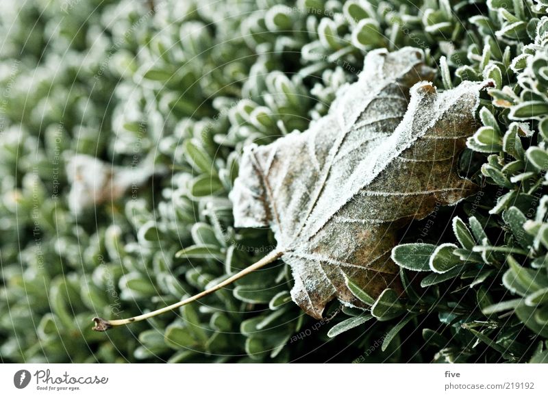 klebt ein blatt an der seite Umwelt Natur Herbst Eis Frost Pflanze Sträucher Blatt Grünpflanze frisch kalt nass Tau Hecke Farbfoto Außenaufnahme Detailaufnahme