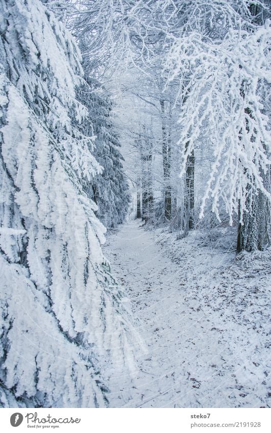 Winterwaldweg Eis Frost Schnee Baum Wald Wege & Pfade kalt weiß Einsamkeit Perspektive ruhig Fußweg Außenaufnahme Menschenleer Textfreiraum rechts