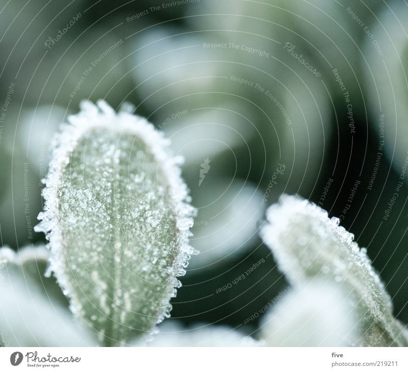 taufrisch Natur Herbst Pflanze Blatt kalt grün Tau Farbfoto Außenaufnahme Makroaufnahme Morgen Unschärfe Schwache Tiefenschärfe gefroren Eis Frost Menschenleer