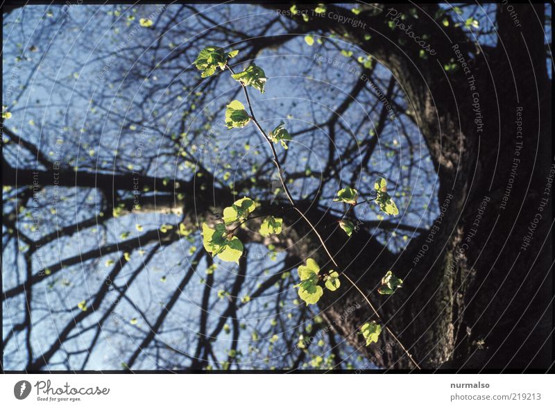 die ersten . . . Umwelt Natur Pflanze Frühling Baum Blatt Wachstum authentisch frisch neu Stimmung Frühlingsgefühle nachhaltig Linde Ast Baumstamm Farbfoto