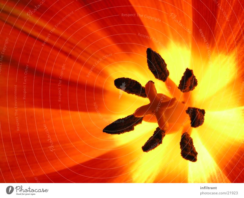 Tulpe intern Blume Pflanze Blüte Nahaufnahme Makroaufnahme rot Pollen Blütenblatt Frühling