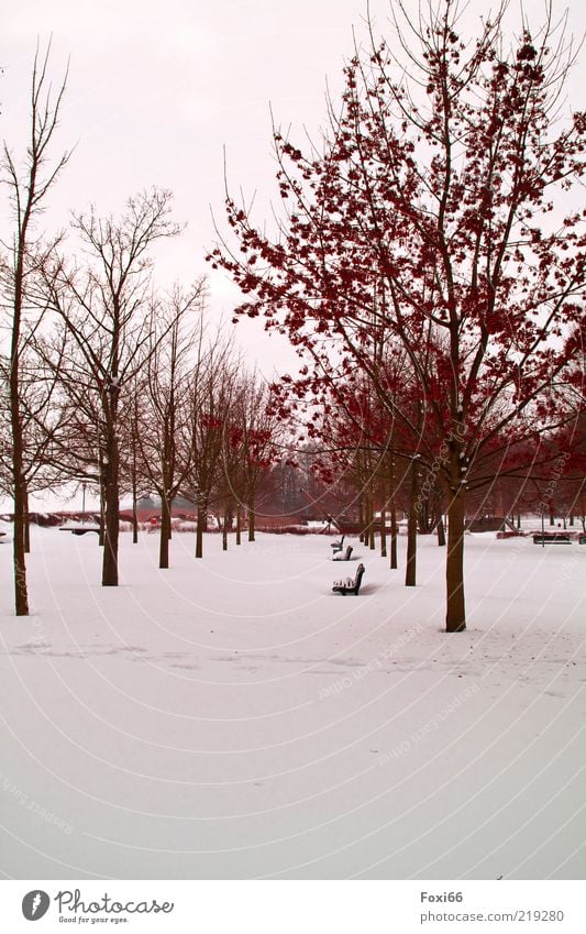 dem Winter trotzen Luft Eis Frost Baum Park Menschenleer Wege & Pfade schön braun weiß Einsamkeit Umwelt Farbfoto Außenaufnahme Textfreiraum unten Tag