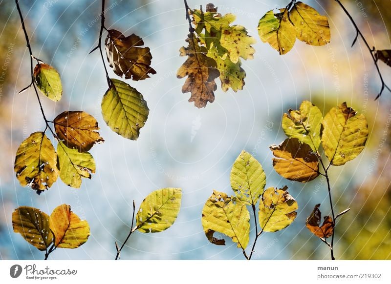 Integration Natur Herbst Baum Blatt Zweige u. Äste Buchenblatt Eichenblatt herbstlich Herbstfärbung natürlich oben schön Perspektive Wandel & Veränderung
