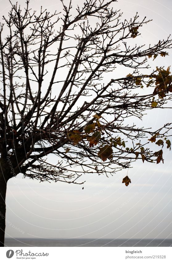 Herbstbaum II Baum Ostsee Meer alt grau ruhig Ende Vergänglichkeit Ast Zweige u. Äste Blatt Farbfoto Gedeckte Farben Außenaufnahme Dämmerung Menschenleer